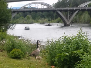 The Canadian Geese and their goslings were in abundance.  The space on the Rogue was shared by man and beast this weekend!