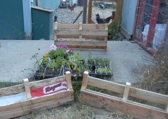 One pallet cut into 3 planters.