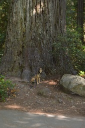 shasta redwood