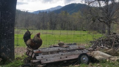 No more roosters on the farm