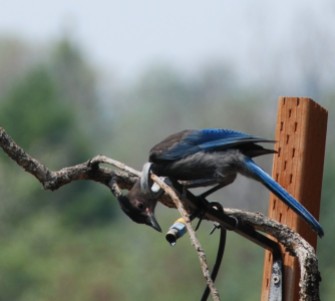 A drink of water for the jay